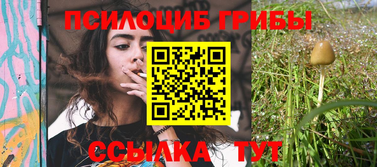 купить наркотик  Алейск  Псилоцибиновые грибы прущие грибы 